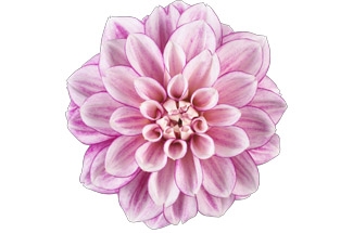 Dahlia New York Variety Thumbnail.jpg